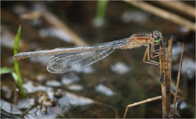 Female Scarce Blue-tailed Damselfly