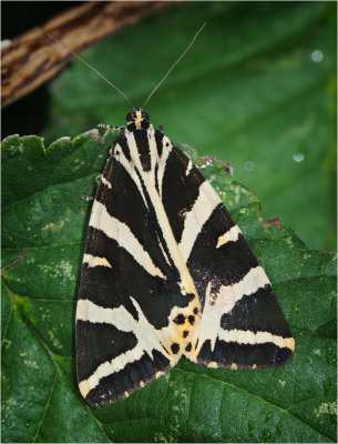 Jersey Tiger