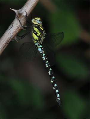 Southern Hawker (male)