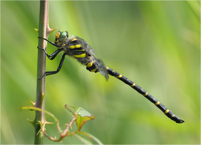 Golden-ringed Dragonfly (male)