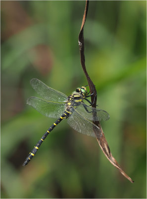 Golden-ringed Dragonfly