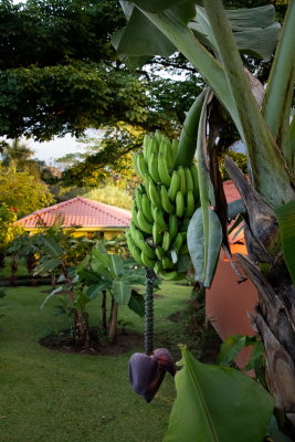 R_190305-117-Costa Rica - Hotel Miradas Arenal.jpg