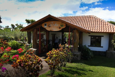 Costa Rica - Doka - Plantation de cafe
