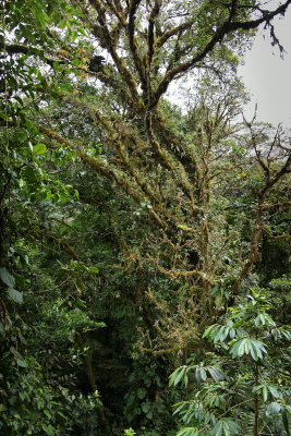 R_190304-040-Costa Rica - Monteverde - Park Elvatura.jpg