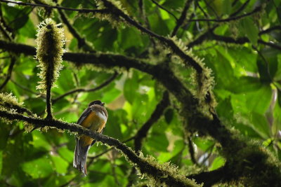 R_190304-041-Costa Rica - Monteverde - Park Elvatura.jpg