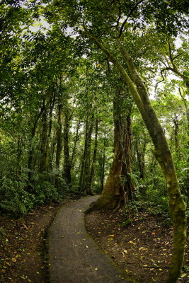 R_190304-046-Costa Rica - Monteverde - Park Elvatura.jpg