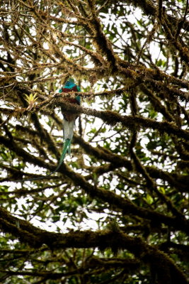 R_190304-055-Costa Rica - Monteverde - Quetzal.jpg