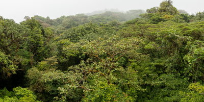 R_190304-062-Costa Rica - Monteverde - Park Elvatura.jpg