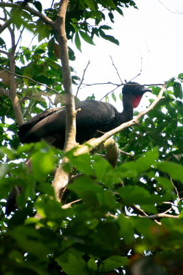 R_190304-068-Costa Rica -  Monteverde - Sanctuario Ecologico.jpg