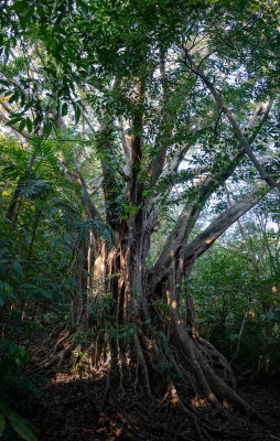 R_190304-074-Costa Rica -  Monteverde - Sanctuario Ecologico.jpg