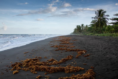 R_190307-196-Costa Rica - Tortuguero.jpg