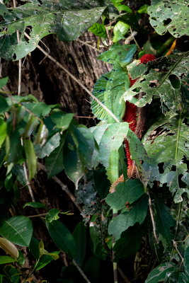 R_190308-217-Costa Rica - Parc de Tortuguero - Bassilisk.jpg