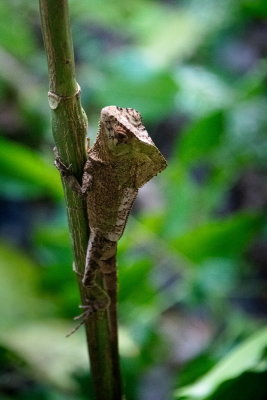 R_190308-245-Costa Rica - Pachira Lodge.jpg