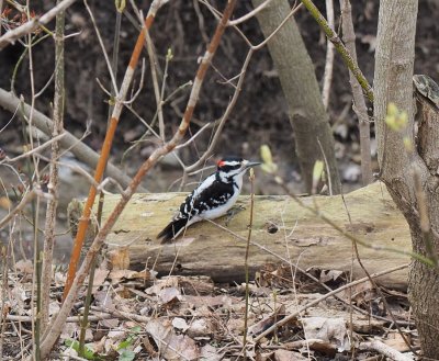 woodpecker1.jpg