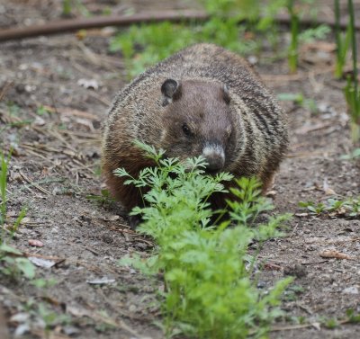 ground hog.jpg