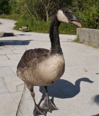 goose.jpg