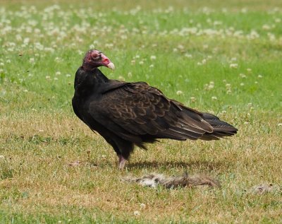 turkey vulture 1.jpg