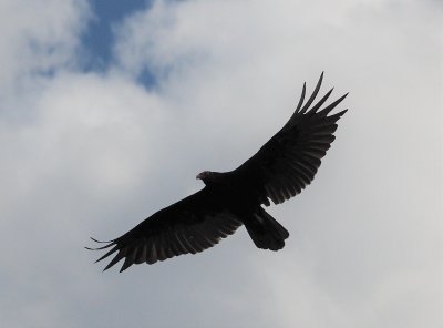 turkey vulture 2.jpg