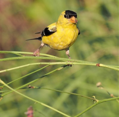 GOLDFINCH