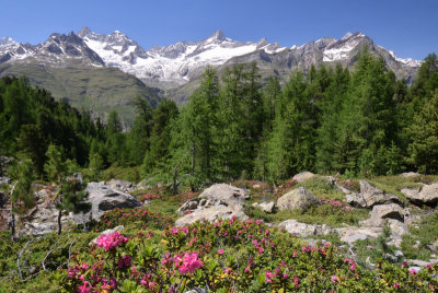 Alpine roses