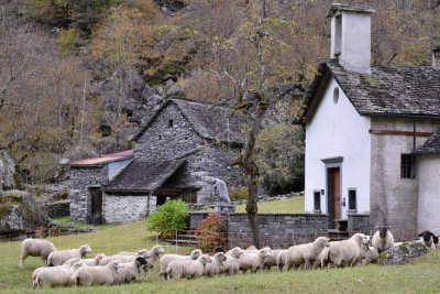Sheeps of Sabbione