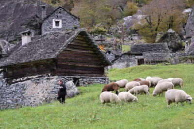 Sheeps of Sabbione