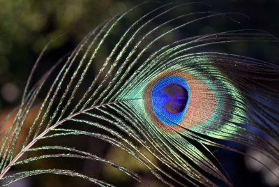 Peacock feather, Fort de Finges