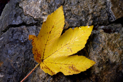 Yellow leaf