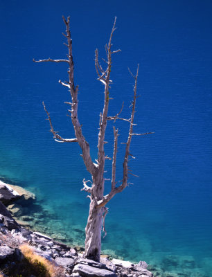 Dead tree, Lac de Cleuson