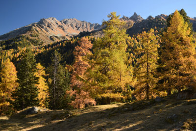 Fall colors