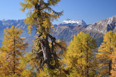 Dents du Midi