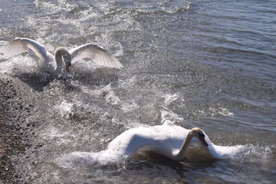 Swan fight