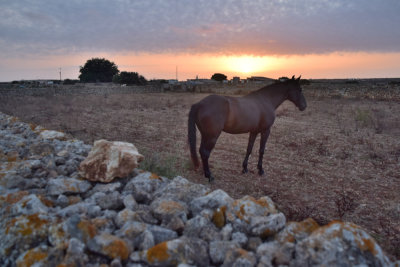 Horse at sunset