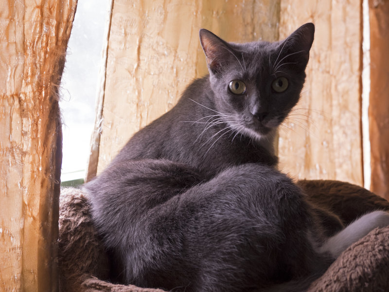 Buddys_cat.jpg