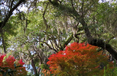 Mepkin Abbey, fall foliage