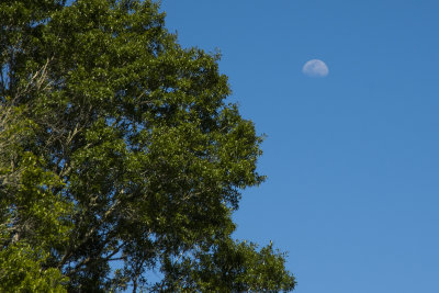 Edisto River shades of green