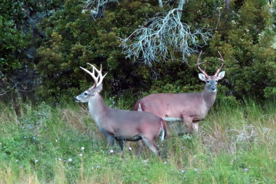 Early morning visitors