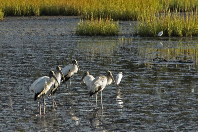 Woodstorks in September