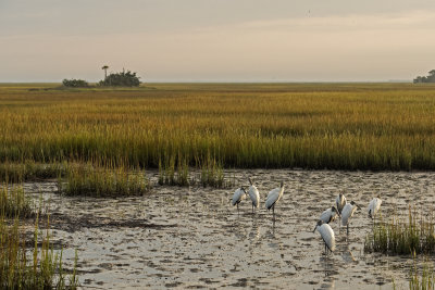 Woodstorks and Egrets in the marsh, early fall