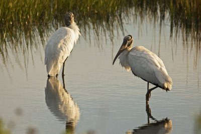 Woodstorks and Egrets in the marsh, early fall