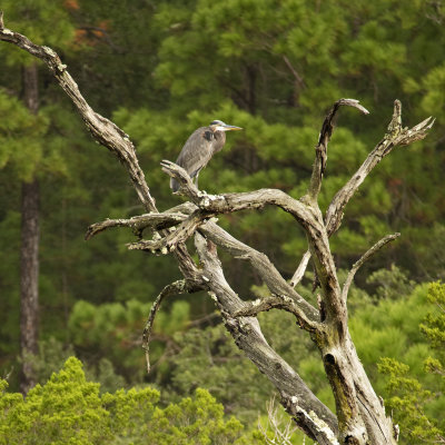 Great Blue Heron