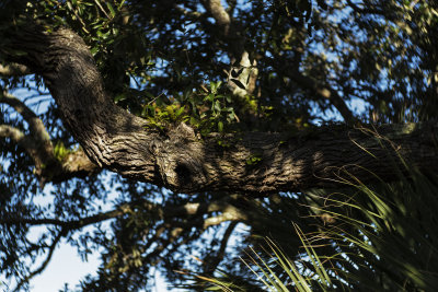 Resurrection Fern in Live Oak tree