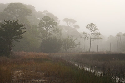 High marsh with fog