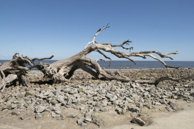 Driftwood Beach