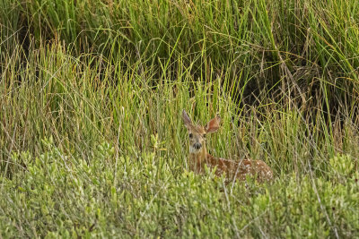 Doe and fawn