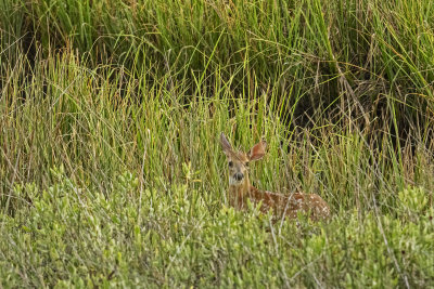 Doe and fawn 