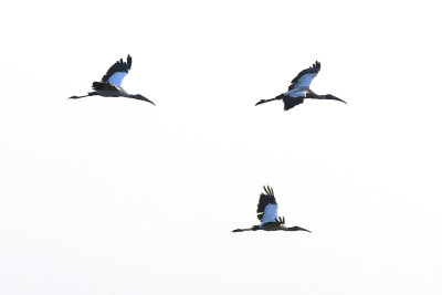 Wood storks in flight, adults