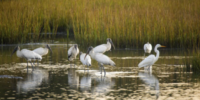 Wood storks (Mycteria americana)  and one great white egret (Ardea alba)