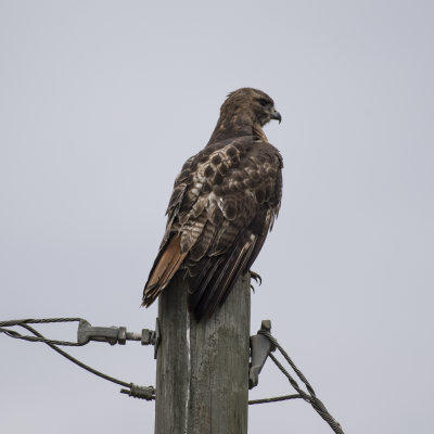 Flora and fauna of the barrier islands