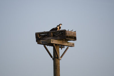 Osprey nest along Folly Road